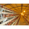 Automatic a Type Layer Chicken House with Cages and Equipments